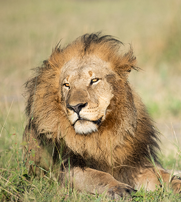 Destination_SA_Botswana_Thumbnail