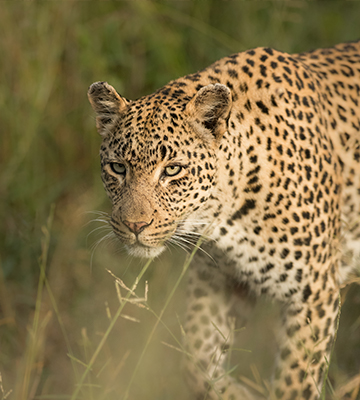 Destination_SA_Zimbabwe_Thumbnail