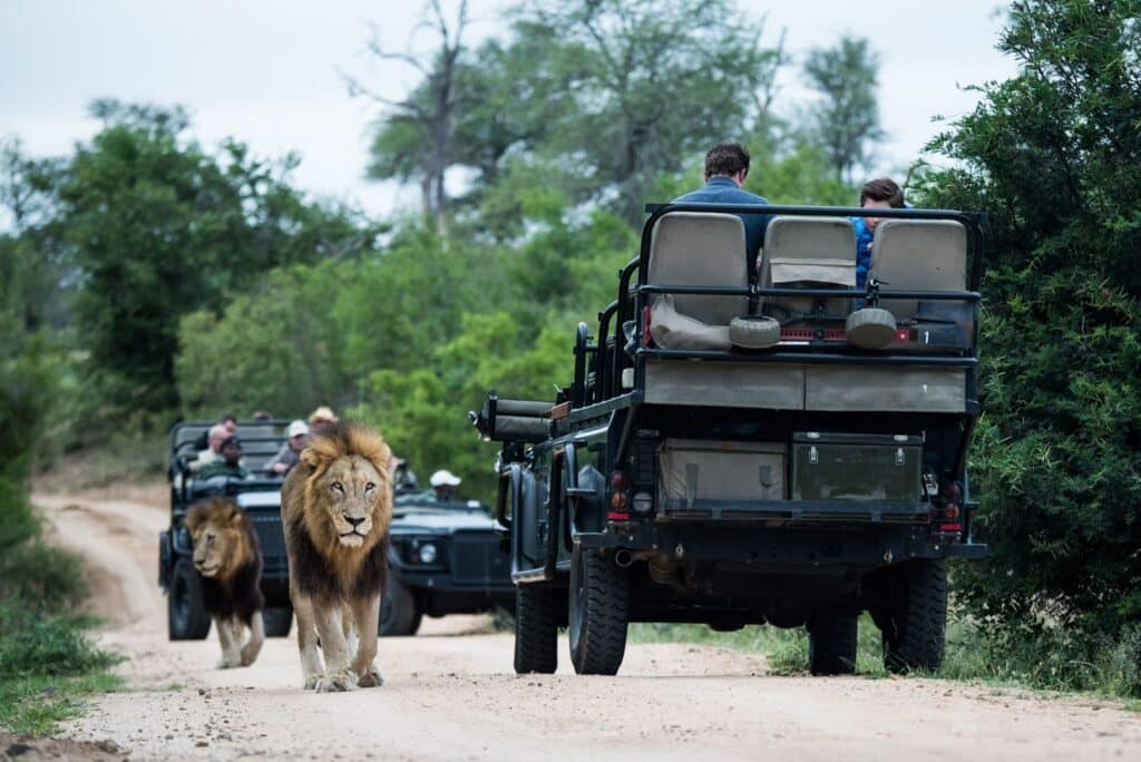 Escape Safari Co, Lions walking passed game vehicle, South Africa