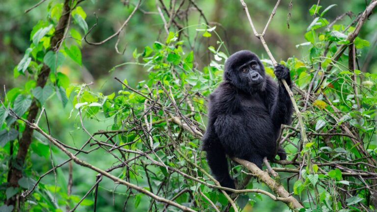 1fc751_9cd237dfdb1448a19472b2b4d8521ce2~mv2 (Large)