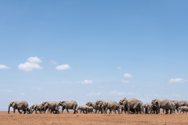 Amboseli 2021 - DH (30 of 32) (Large)