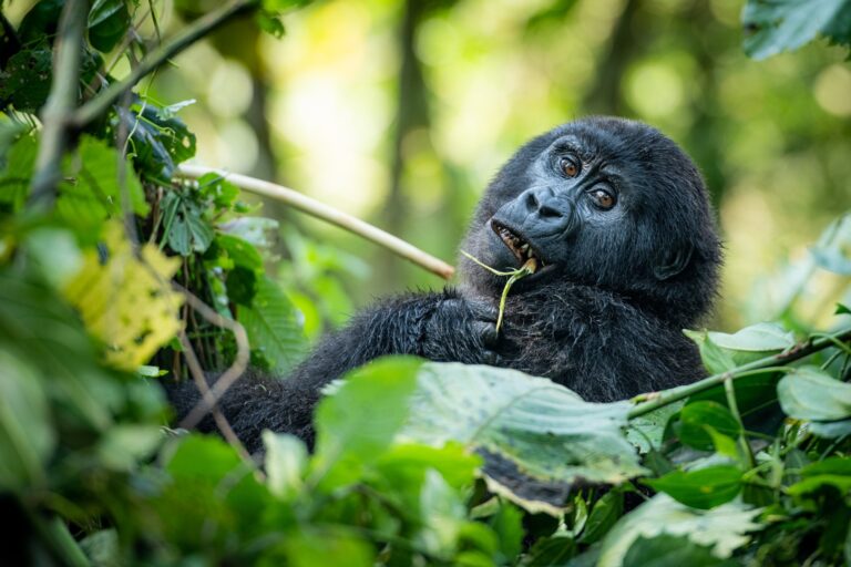 Escape Safari Co - Mike Sutherland (1 of 1)-35 (Large)