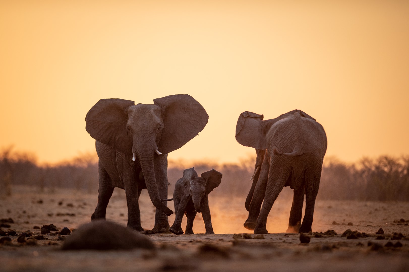 Escape Safari Co Safari Portal36 (Large)