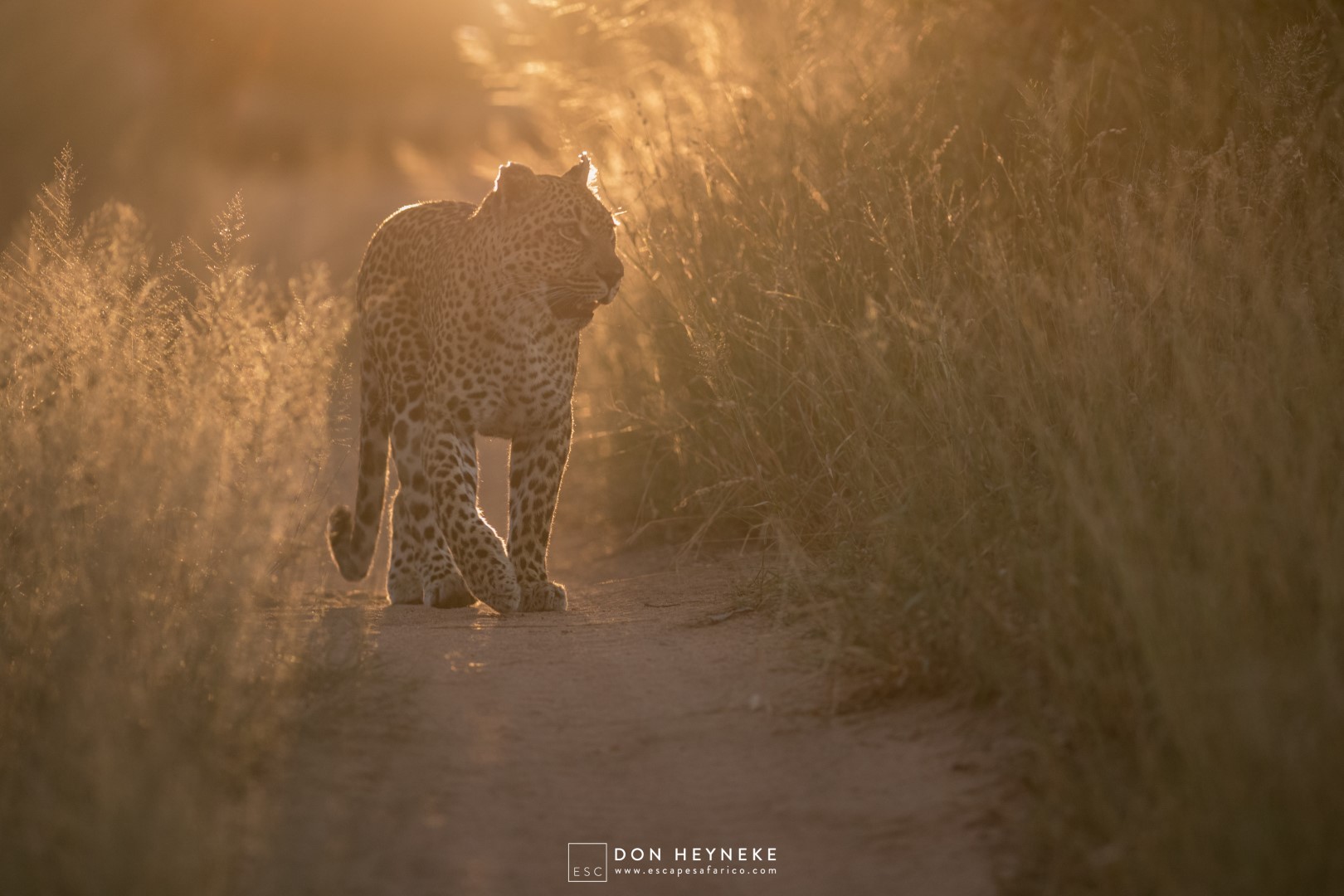 Londolozi Escape Safari Co (15 of 30) (Large)