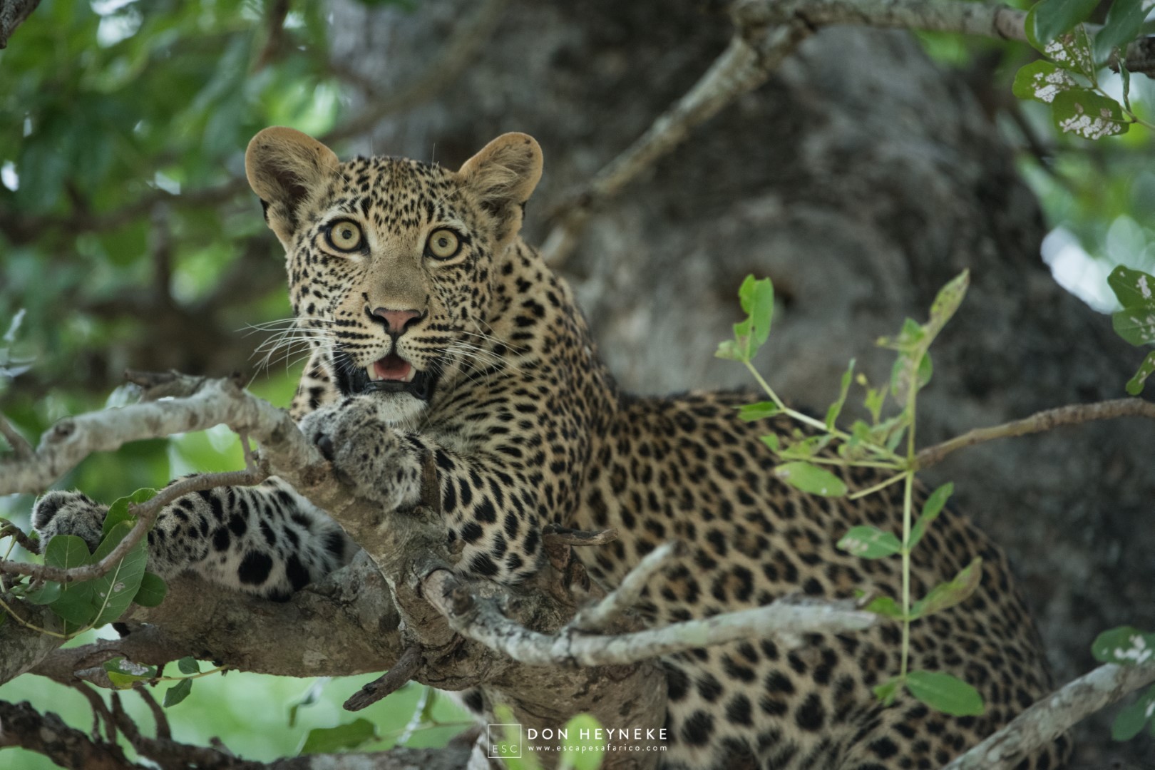 Londolozi Escape Safari Co (2 of 18) (Large)