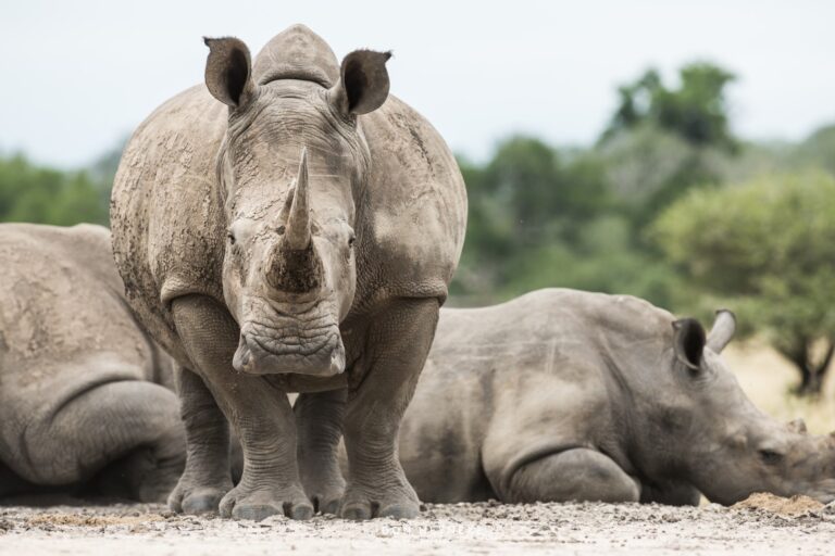 Londolozi Escape Safari Co (22 of 30) (Large)