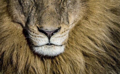 big-five-safari (Custom)