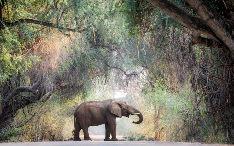 Escape Safari Co Mike Sutherland (1 of 1)-98 (Medium)