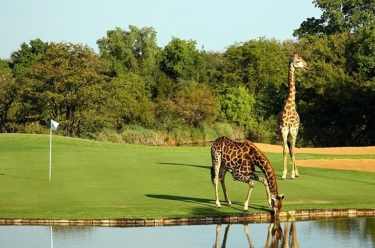 golfing-safari