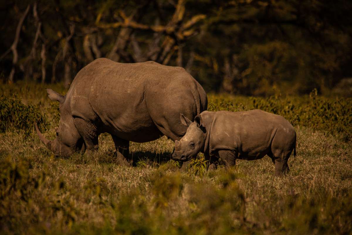 The Cliff, Wilder Group, Lake Nakuru, Kenya, Escape Safari Co