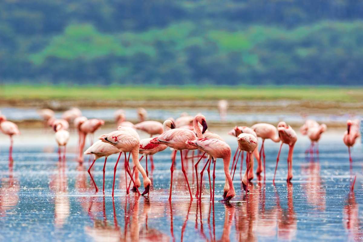 The Cliff, Wilder Group, Lake Nakuru, Kenya, Escape Safari Co