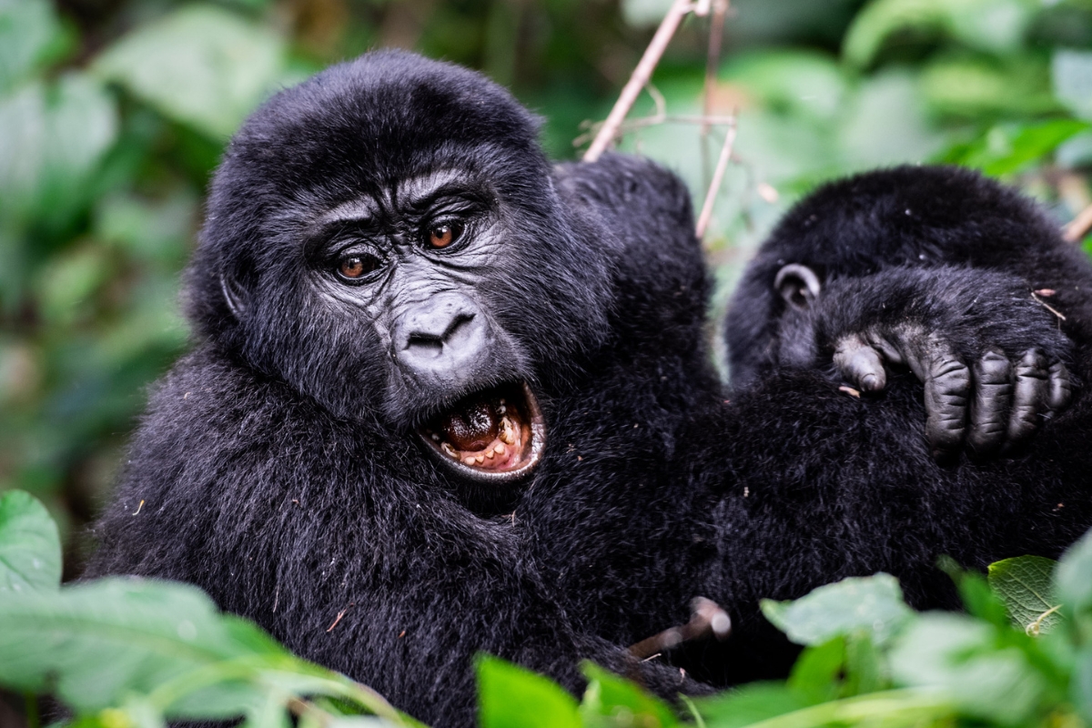 Bwindi Impenetrable, Uganda, Escape Safari Co