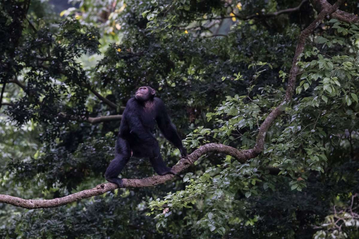 Kyambura Gorge Lodge, Volcanoes Safaris, Queen Elizabeth National Park, Uganda, Escape Safari Co