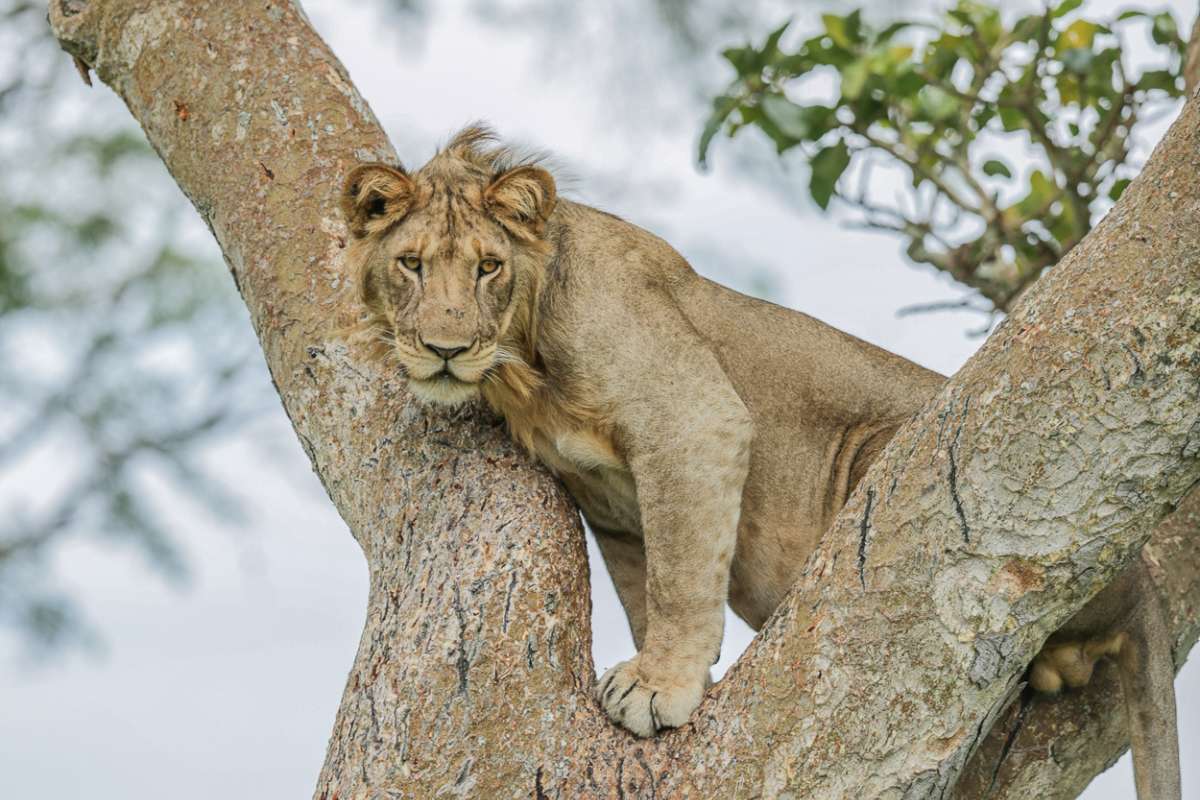 Kyambura Gorge Lodge, Volcanoes Safaris, Queen Elizabeth National Park, Uganda, Escape Safari Co