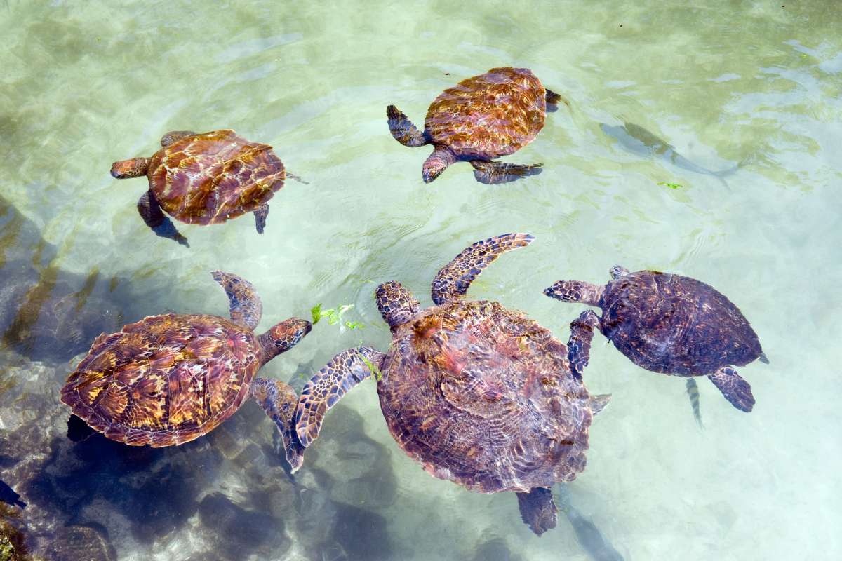 Mafia Island, Tanzania, Escape Safari Co