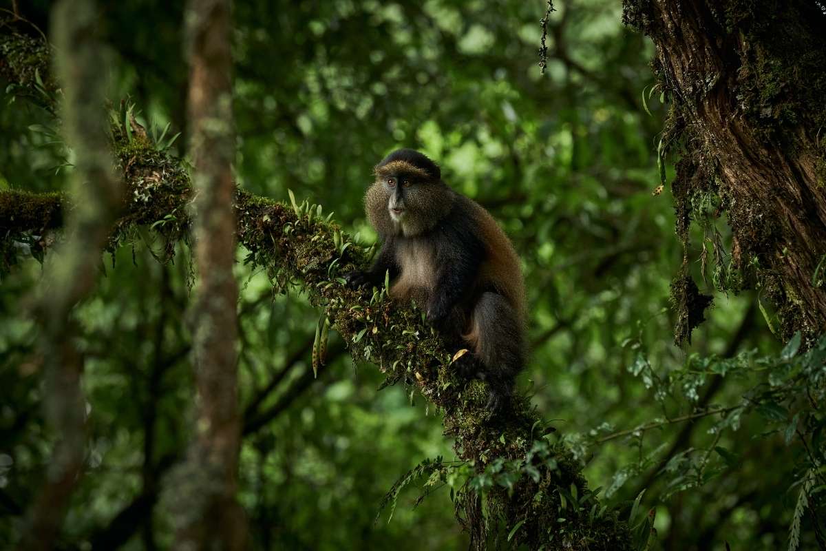 Mount Gahinga Lodge, Volcanoes Safaris, Mgahinga National Park, Uganda, Escape Safari Co