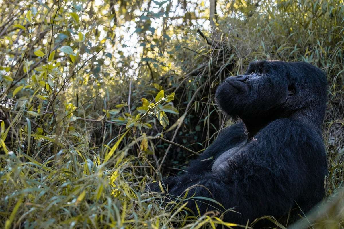 Mount Gahinga Lodge, Volcanoes Safaris, Mgahinga National Park, Uganda, Escape Safari Co