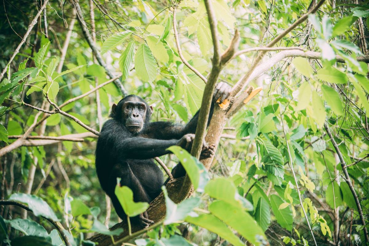 Nomad Tanzania, Greystoke Mahale, Mahale Mountain National Park, Tanzania, Escape Safari Co