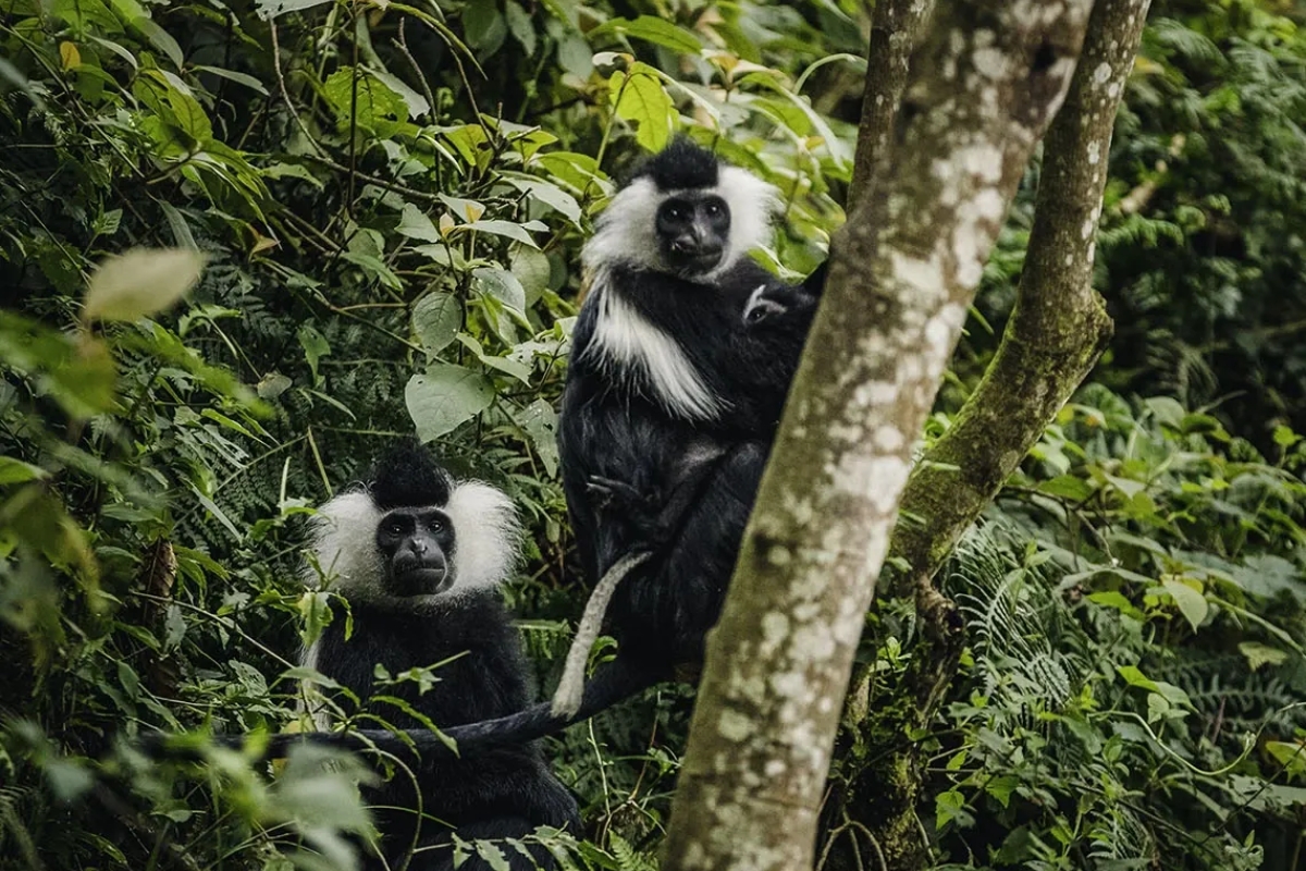 One And Only, Nyungwe National Park, Rwanda, Escape Safari Co