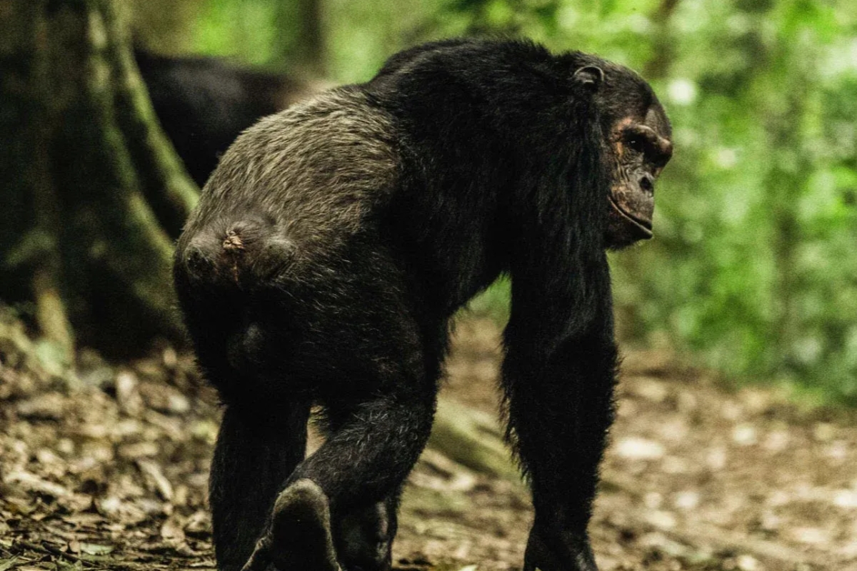 One And Only, Nyungwe National Park, Rwanda, Escape Safari Co
