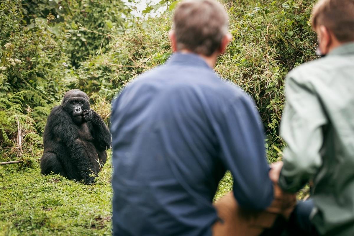 Philip Harvey, Wilderness, Bisate, Volcanoes National Park, Rwanda, Escape Safari Co