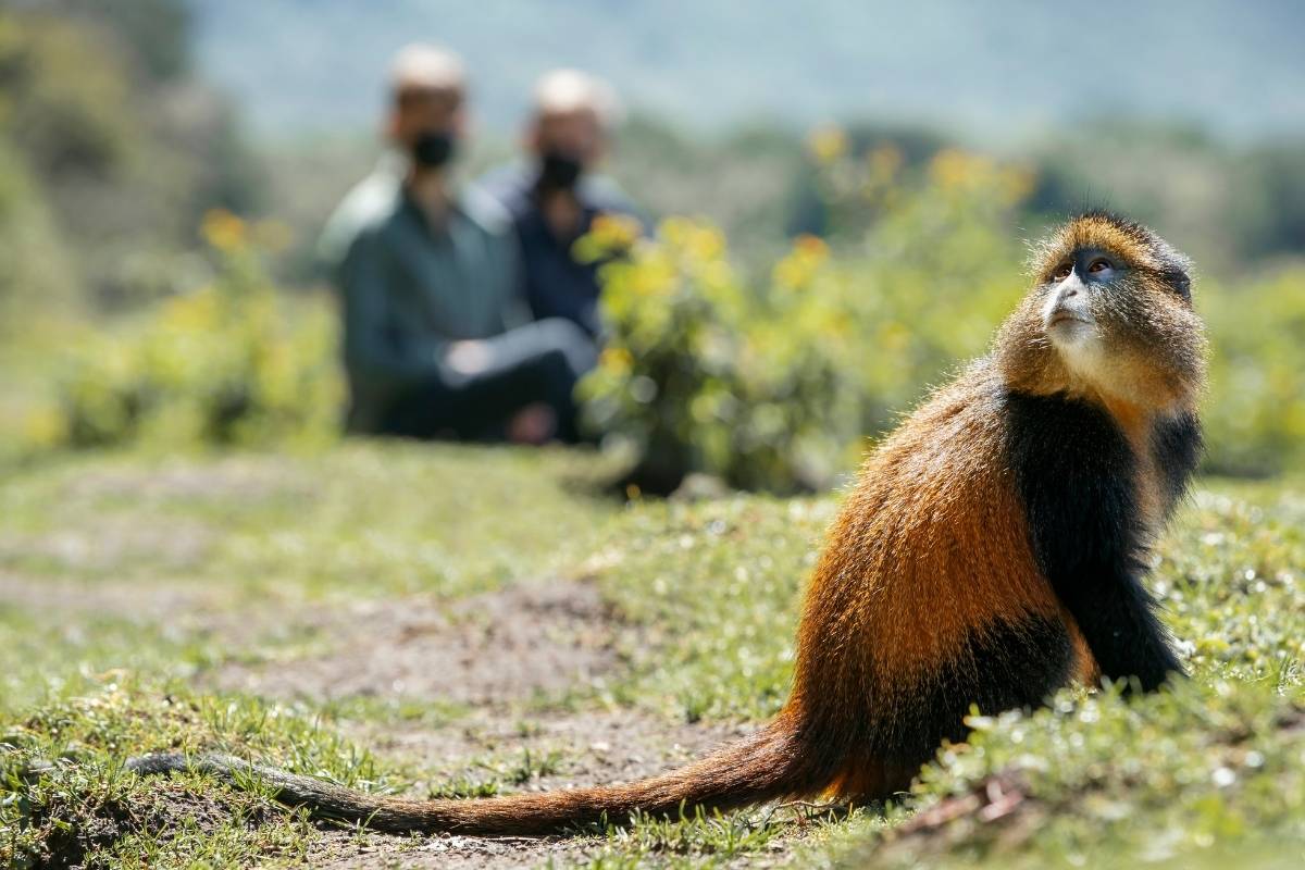 Philip Harvey, Wilderness, Bisate, Volcanoes National Park, Rwanda, Escape Safari Co