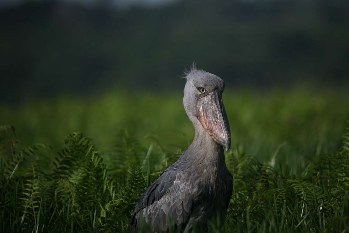 Queen Elizabeth National Park, Uganda, Escape Safari Co