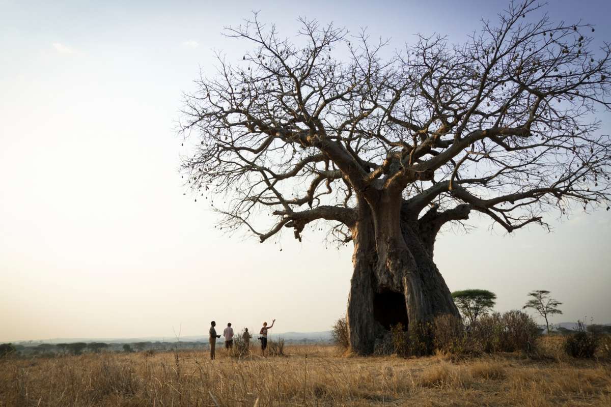 Ruaha National Park, Tanzania, Escape Safari Co