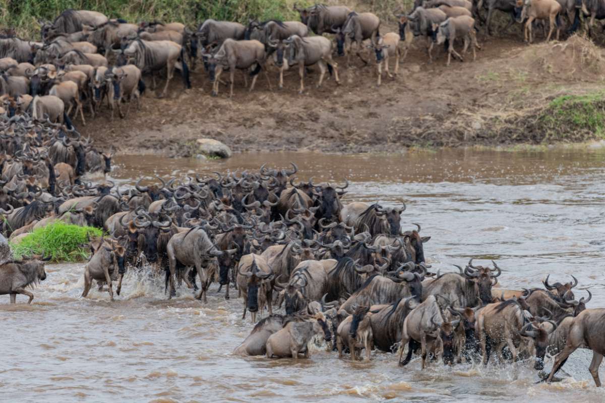 Serengeti National Park, Tanzania, Escape Safari Co.