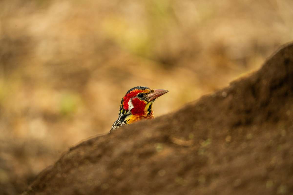 Severin Safari Camp, Tsavo, Kenya, Escape Safari Co