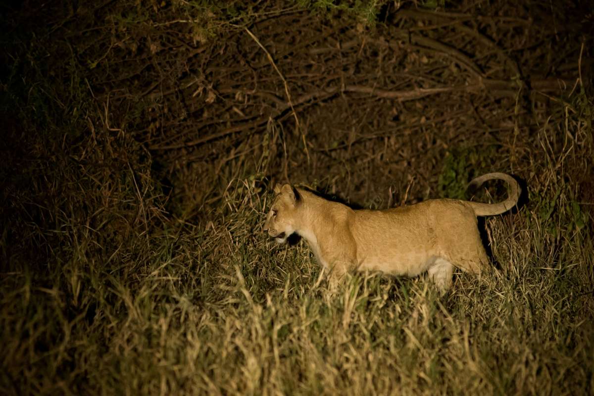 Tarangire, Tanzania, Escape Safari Co