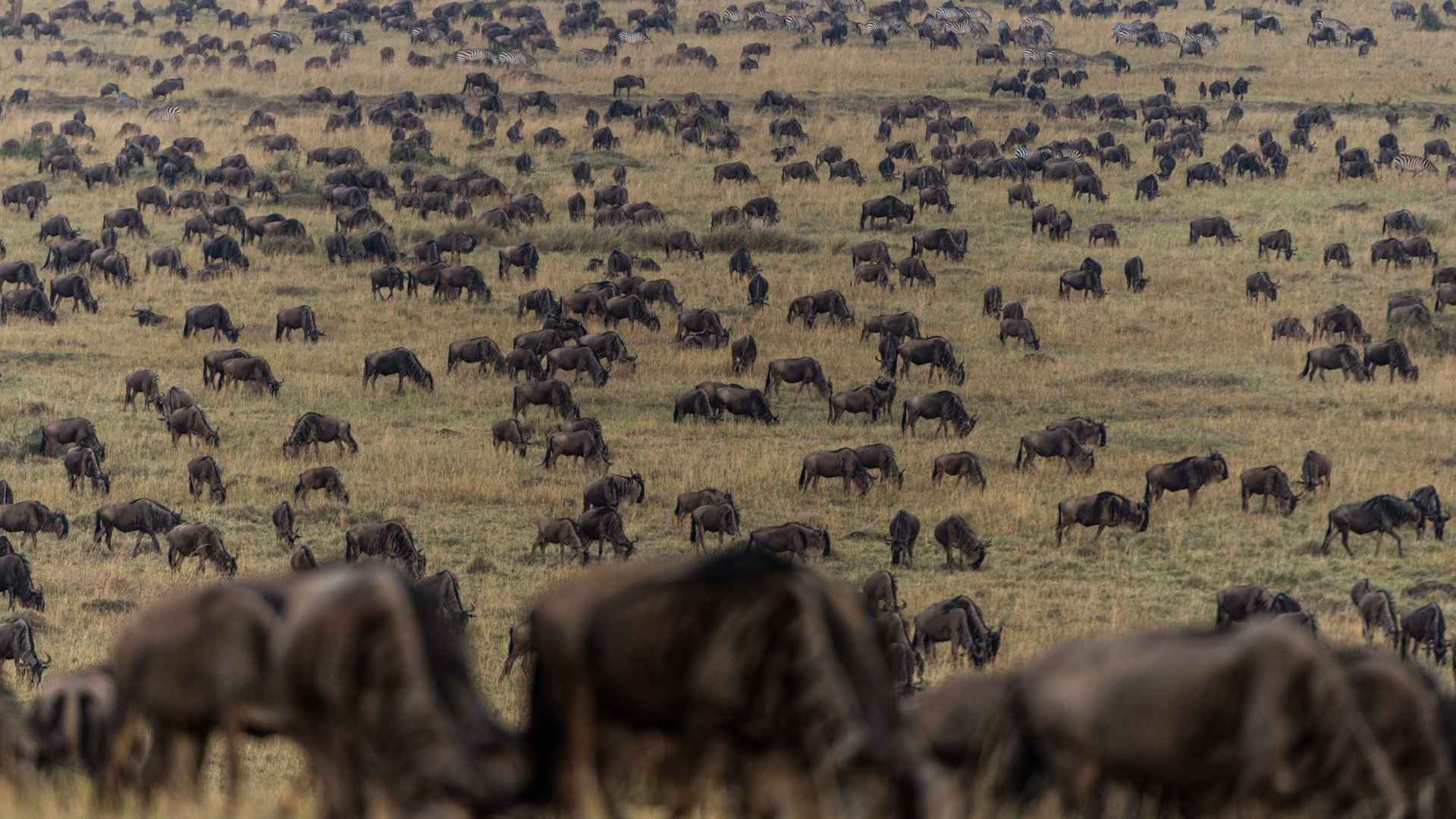 The Great Migration, Kenya & Tanzania, Safari Experience, Escape Safari Co