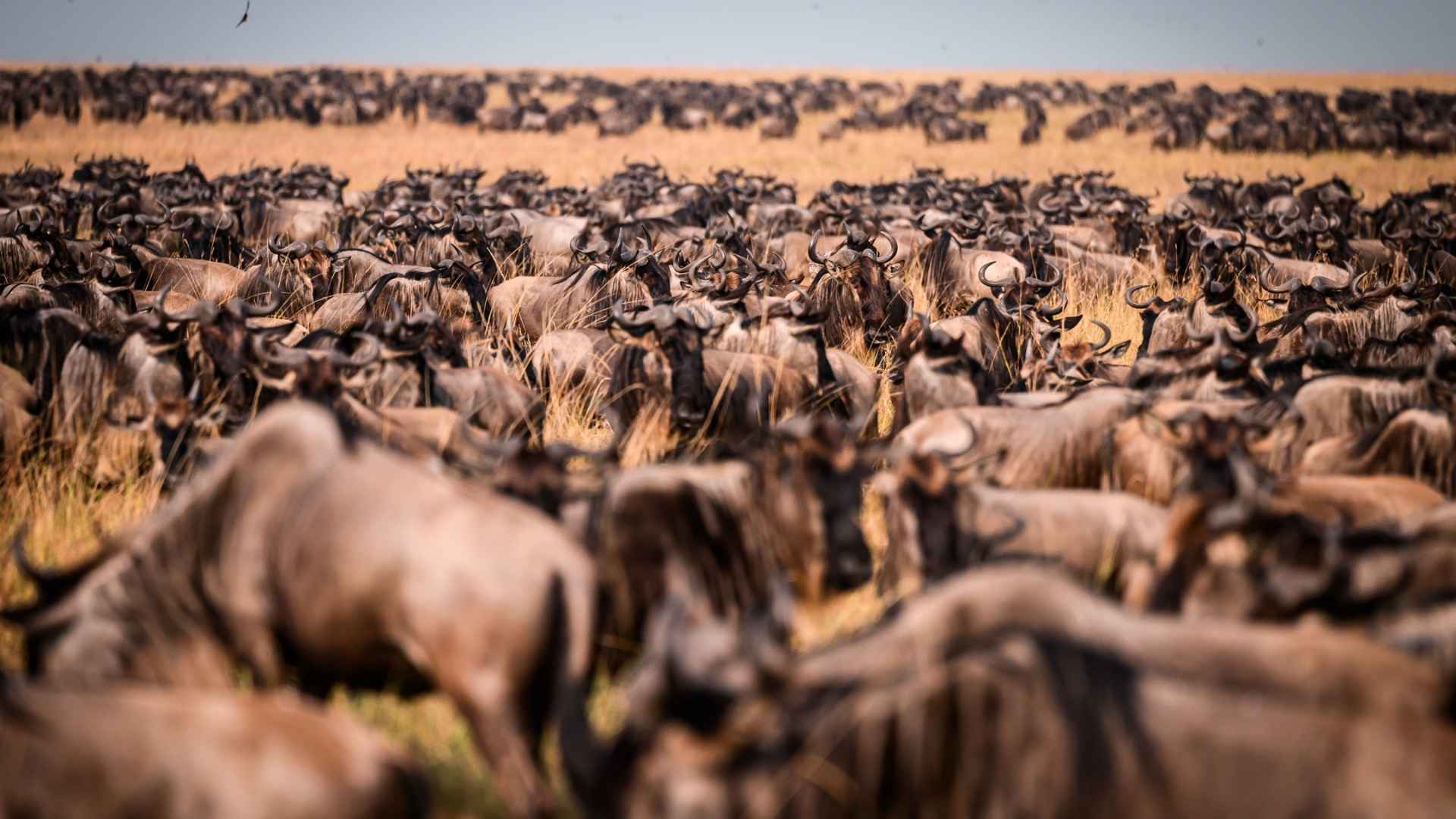 The Great Migration, Kenya & Tanzania, Safari Experience, Escape Safari Co