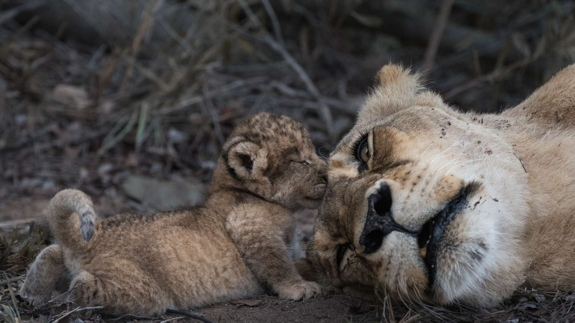 Family Safari, Escape Safari Co