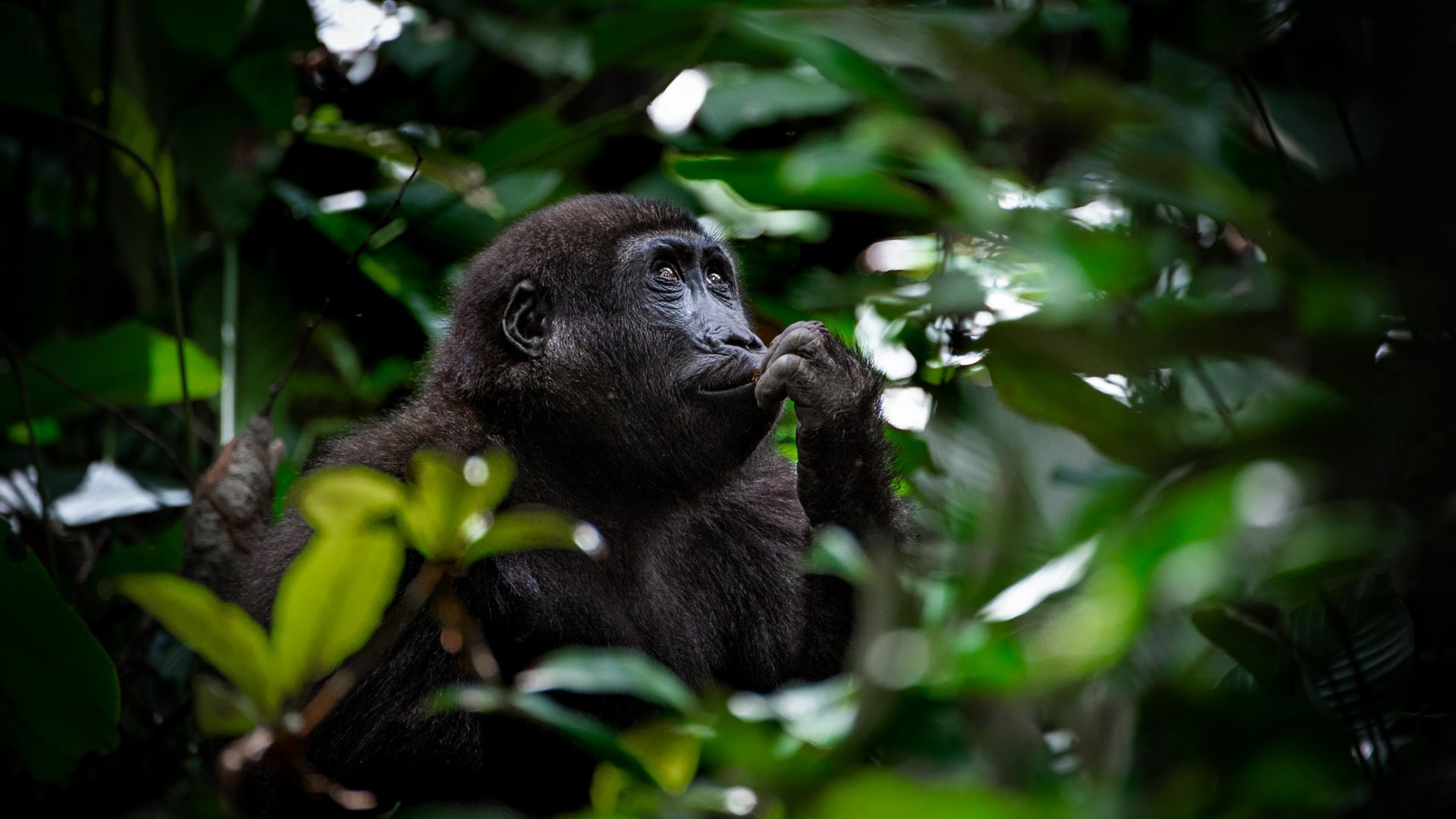 Gorilla Trekking, Congo Basin, Safari Expeditions, Escape Safari Co