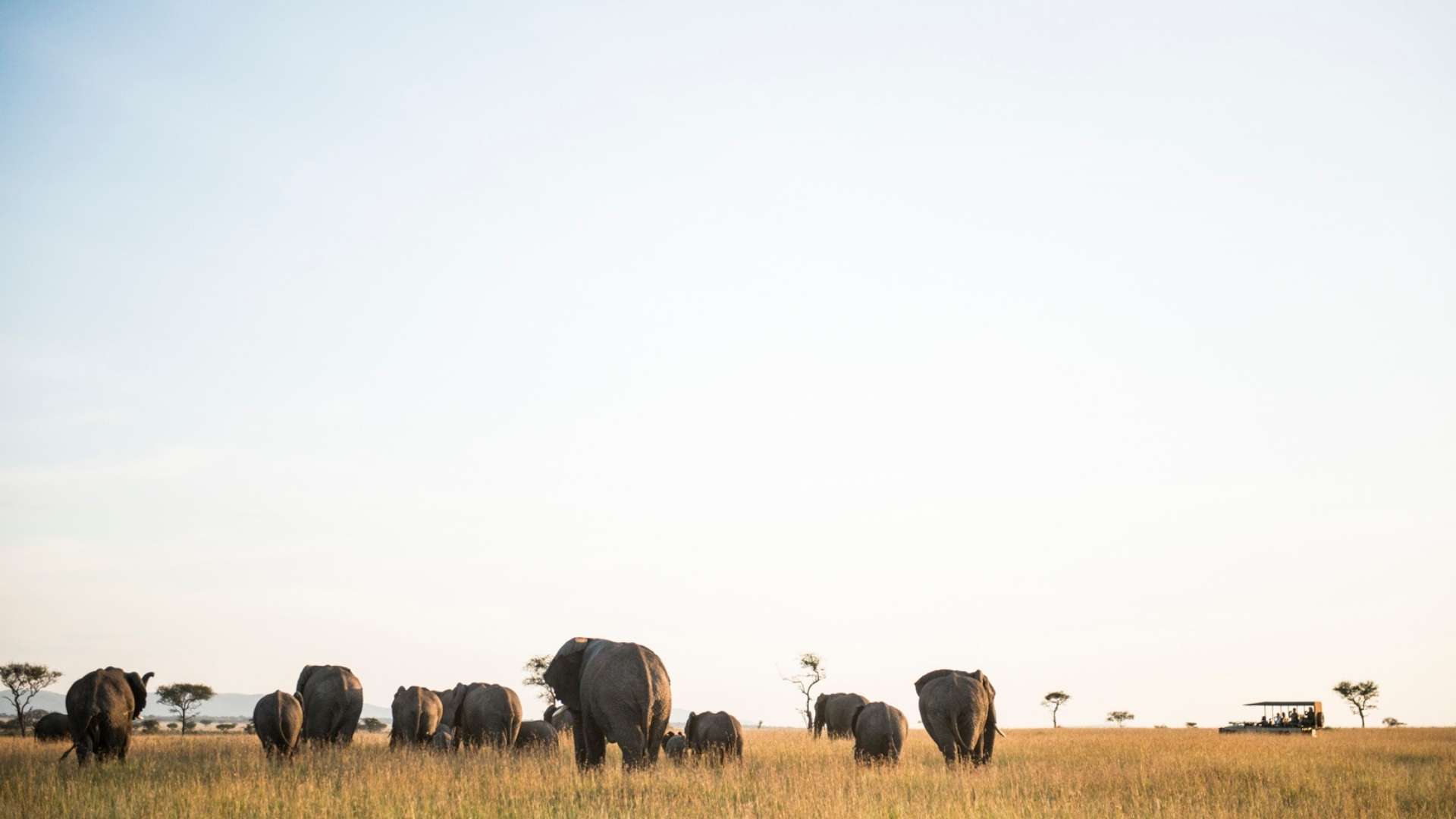 Groups and Incentive Safaris, Escape Safari Co