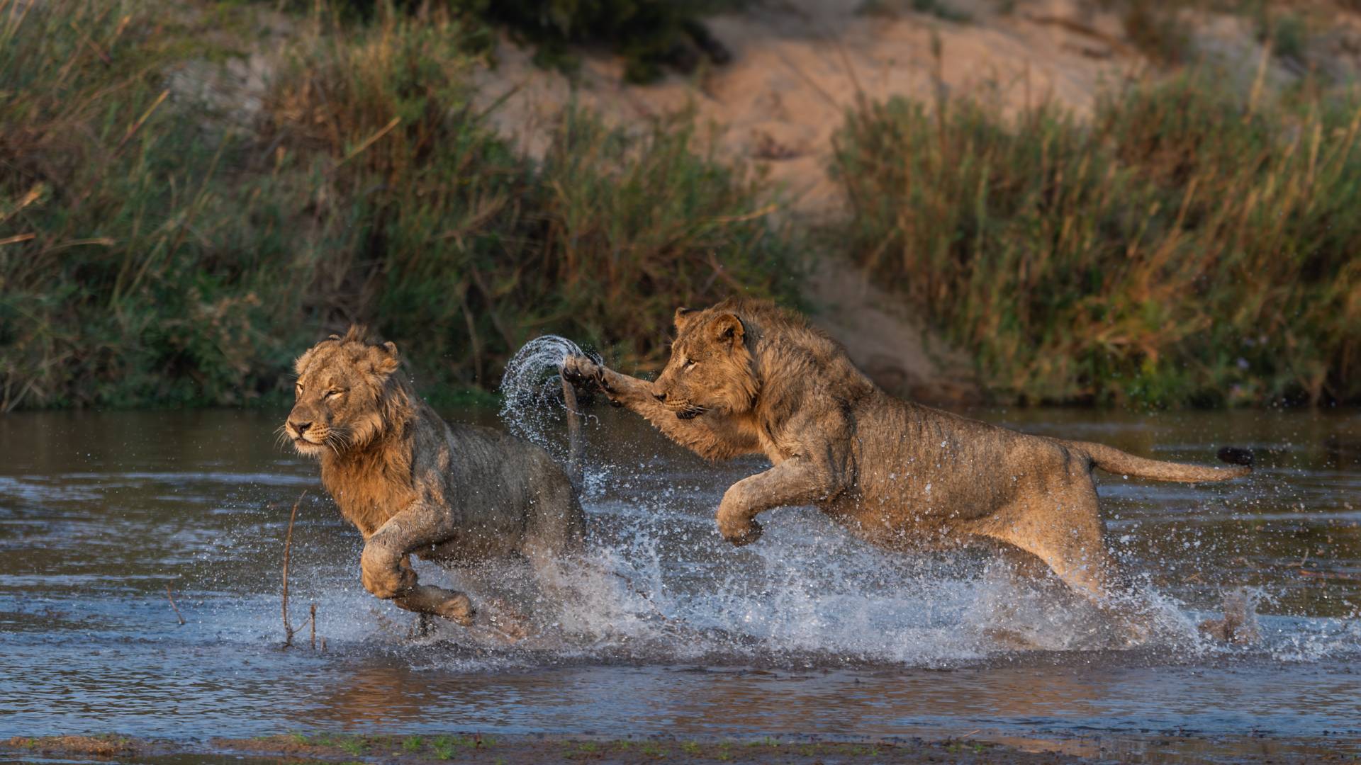 Big Five Safari, Lions, Zambia, Escape Safari Co