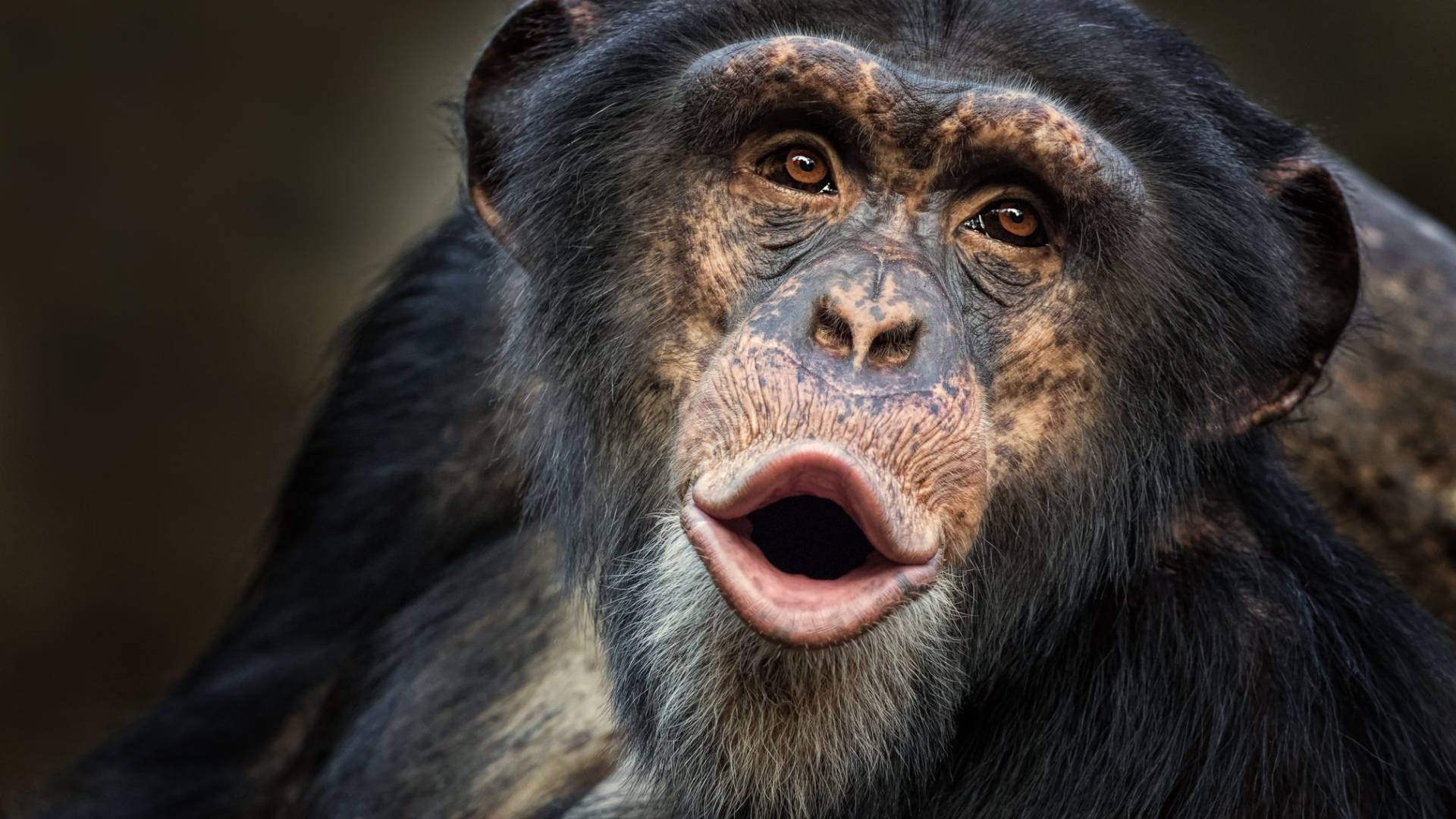 Chimpanzee Trekking Safari Experience, Escape Safari Co