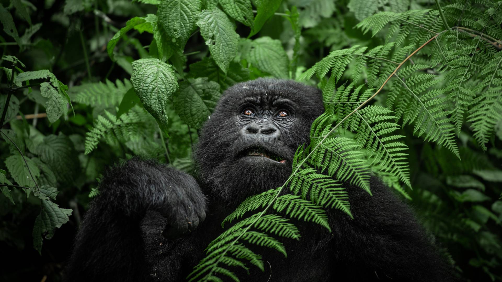Gorilla Trekking Safari Experience, Rwanda, Escape Safari Co