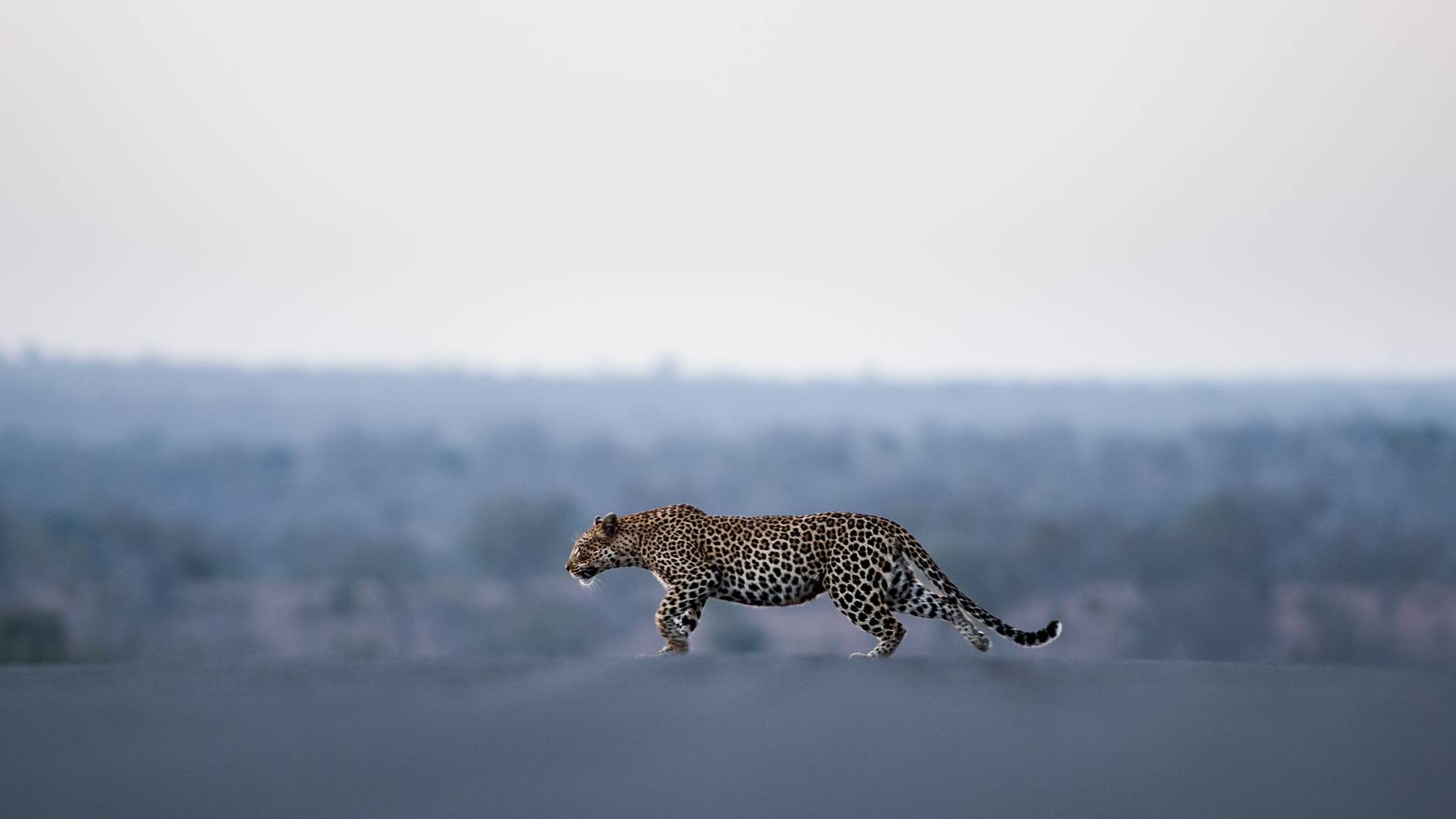 Photographic Safari Tours, Escape Safari Co