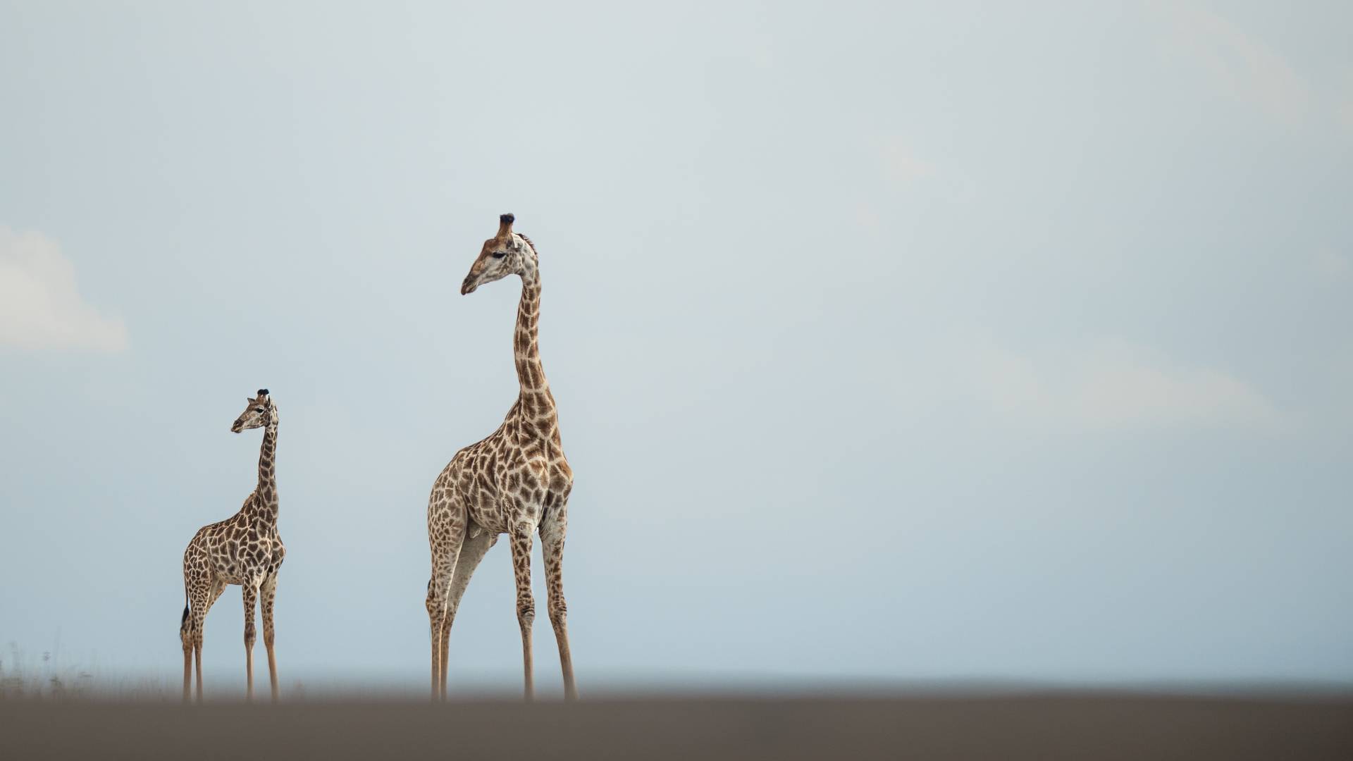 Photographic Safari Tours, Escape Safari Co