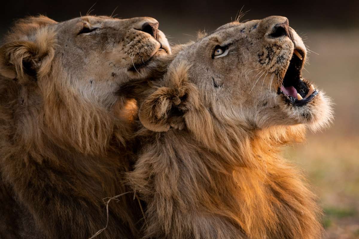 South Luangwa National Park, Zambia, Escape Safari Co