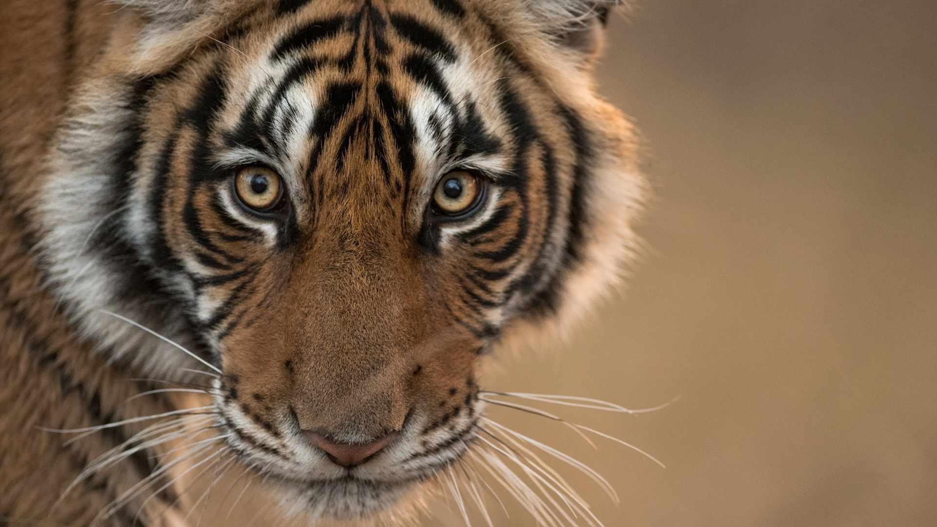 Tiger, India, Safari Expeditions, Escape Safari Co