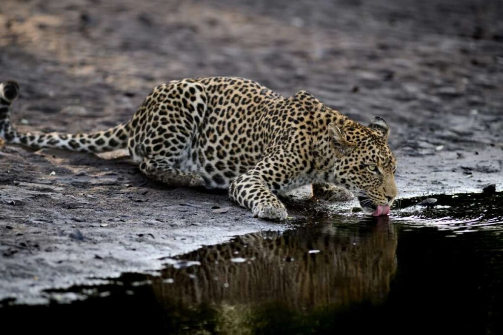 Botswana, Leopard, Escape Safari Co