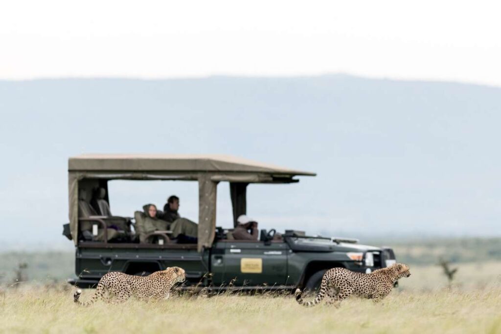 Kenya, Cheetahs, Escape Safari Co