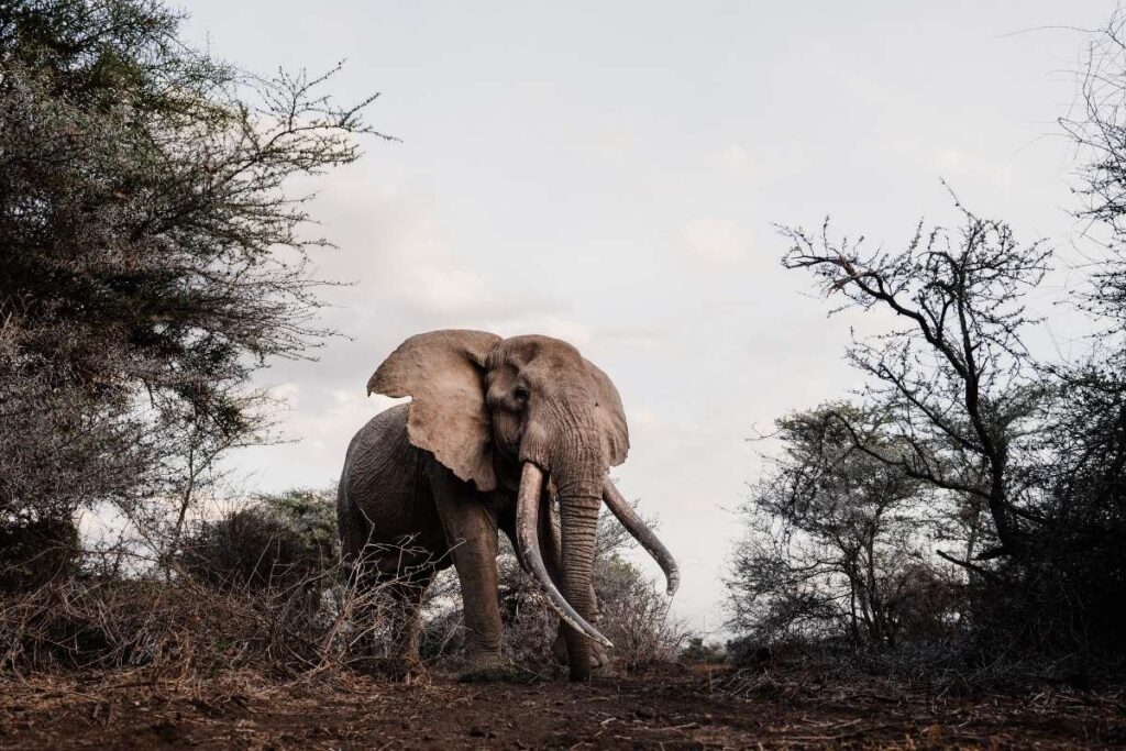 Kenya, Elephant, Escape Safari Co