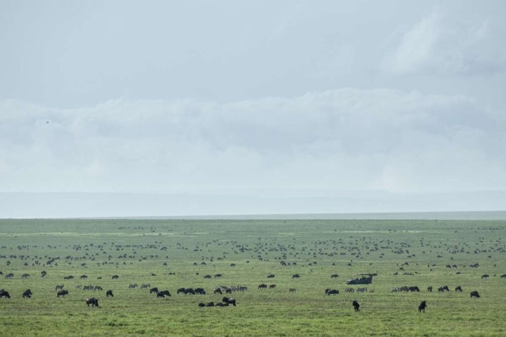 Kenya, Great Migration, Escape Safari Co