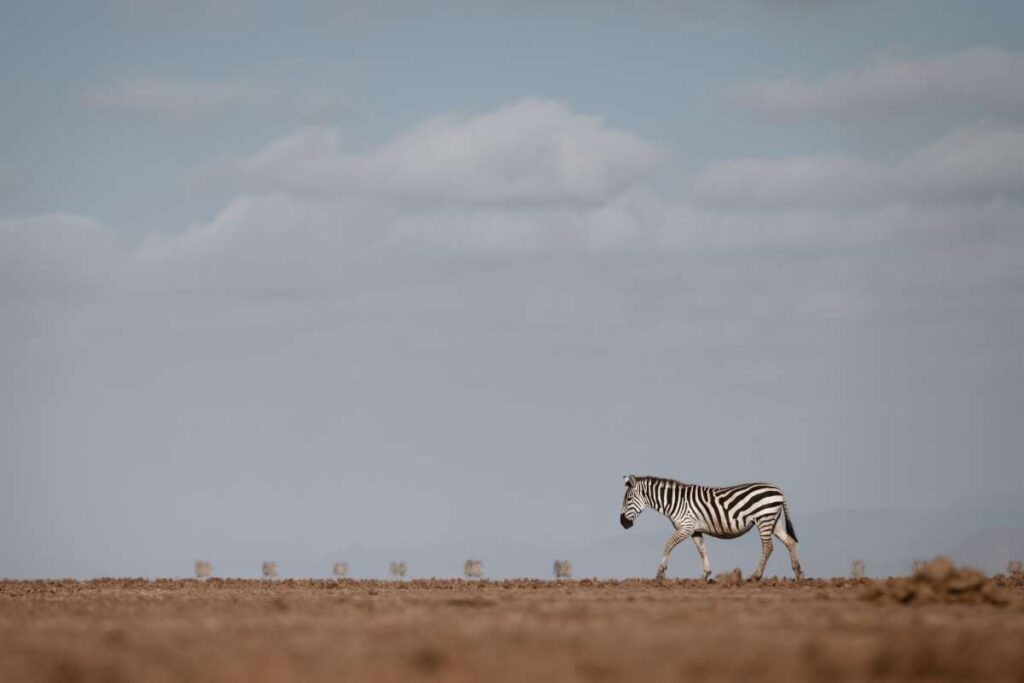 Kenya, Zebra Walking on Plains, Escape Safari Co