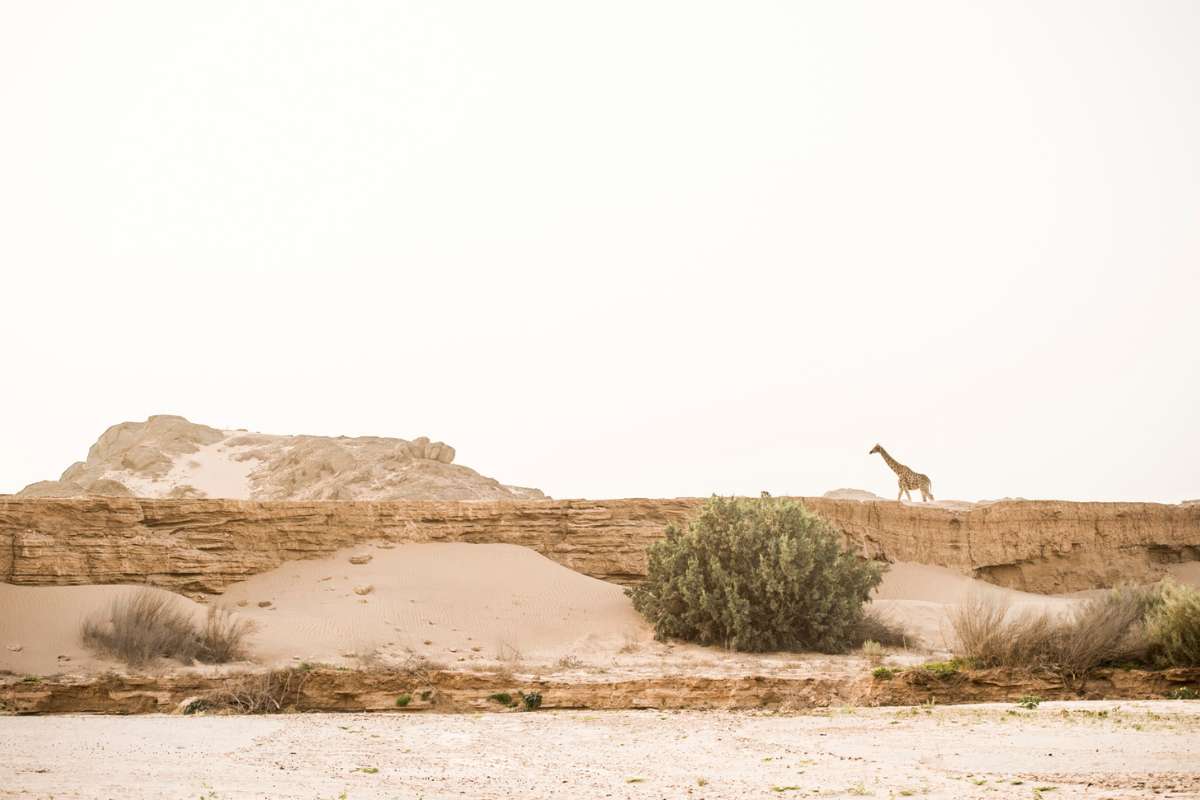 Namibia, Skeleton Coast, Landscape Views with Giraffe, Escape Safari Co