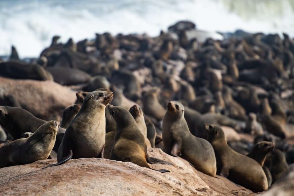 Namibia, Skeleton Coast Seals, Escape Safari Co